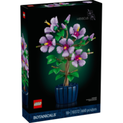 Hibiscus 10372